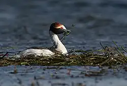 Grèbe mitré (Macá tobiano) ou Podiceps gallardoi, espèce en danger d'extinction.