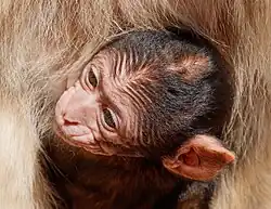Un petit macaque de Barbarie dans le Vogelpark Steinen&nbsp;(de) en Allemagne.