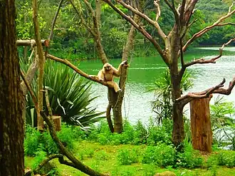 Image illustrative de l’article Parc zoologique de São Paulo