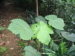 Macaranga gigantea