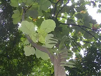Macaranga gigantea