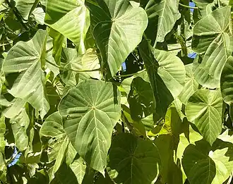 Macaranga harveyana