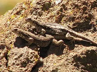 Description de l'image Macho y hembra de Phymaturus payuniae.jpg.