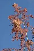 Panicules florales.