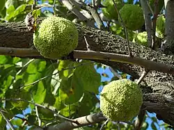 Fruits sur les branches.