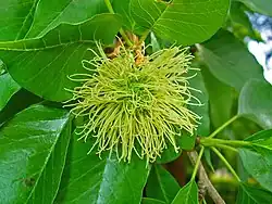 Inflorescence femelle.