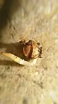 Graine germée