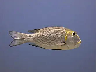 Macolor macularis