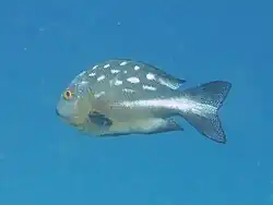Macolor macularis (juvénile)