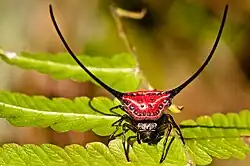 Sur quelques feuilles un minuscule char d'assaut sur pattes avec une grosse carapace rouge et des antennes gigantesques.