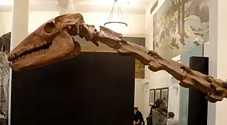 Crâne et vertèbres d'un Macrauchenia patachonica.