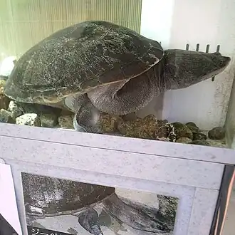 Description de l'image Macrochelodina rugosa by OpenCage.jpg.
