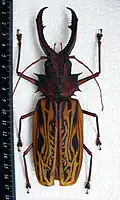 Macrodontia cervicornis, mâle (155&nbsp;mm)