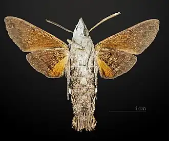 Vue ventrale (coll.MHNT)
