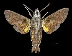 Macroglossum insipida papuanumMâle face ventrale
