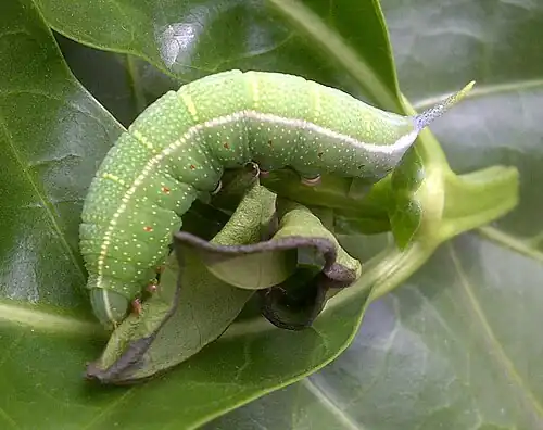 La chenille
