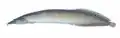 Macrognathus siamensis.