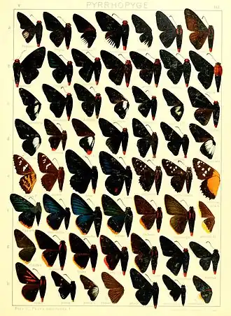 Description de l'image Macrolepidoptera15seit 0351.jpg.