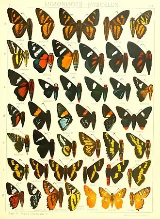 Description de l'image Macrolepidoptera15seit 0355.jpg.