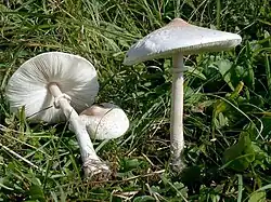 La lépiote excoriée (Macrolepiota excoriata)