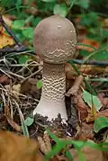 Jeune sporophore.