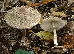 La lépiote d'Olivier (Chlorophyllum olivieri)