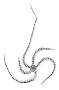 Macrophiothrix callizona