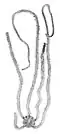 Macrophiothrix megapoma