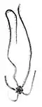 Macrophiothrix spinifera