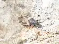 Macroplax preyssleri, Italie.