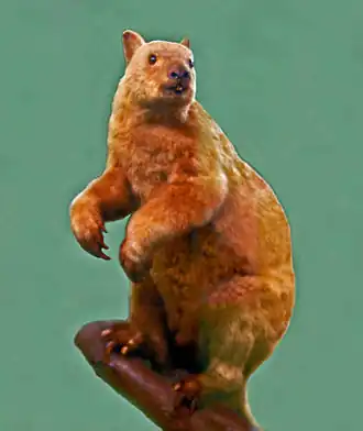 Dendrolagus dorianus