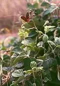 Macroptilium atropurpureum