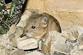 Description de l'image Macroscelides. proboscideus.6869.jpg.