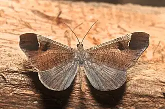 HedylidaeMacrosoma sp.