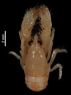 Macrothea bouchardi
