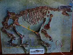 Chalicotherium