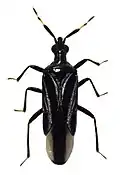 Anthocorini: Macrotrachelia nigronitens