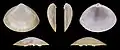 var. atlanticaValve gauche