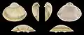 var. lignariaValve gauche