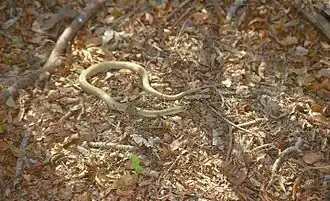 Description de l'image Madagascan Golden Hognose Snake (Leioheterodon modestus) (9572745042).jpg.