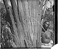 Arbre des voyageurs, Madagascar, vers 1890.