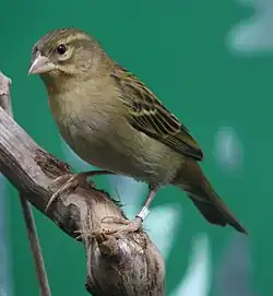 ♀