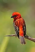 ♂