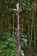Pousse de Madaké à Narita (成田市) au Japon
