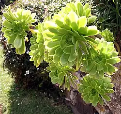 Rosette de feuilles