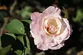 Rose 'Madeleine Rivoire' (1976)