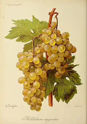 Madeleine Angevine