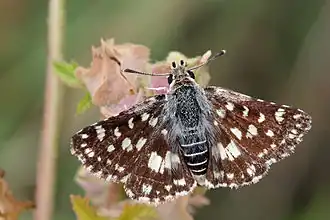 Spialia mafa