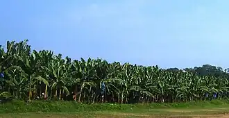 Zona Bananera