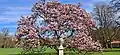 Magnolia de Soulange-Bodin.